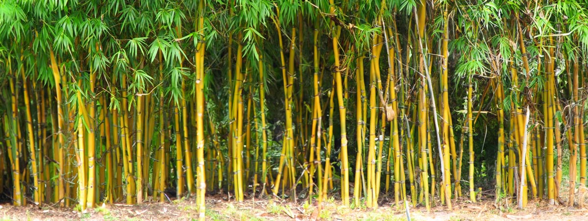 How does bamboo grow?